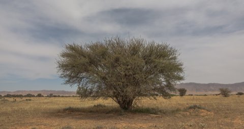 Acacia raddiana, the park's signature tree