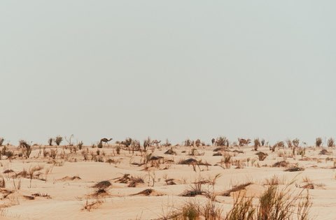 Inside Jebil National Park