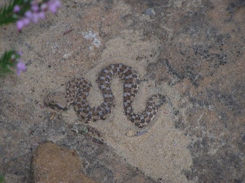 Horned viper on the mountain