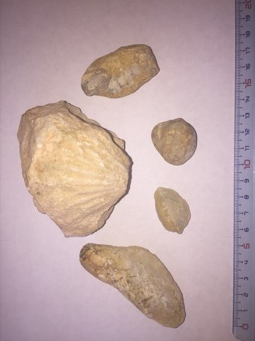 Fossils found at Ksar Hadada